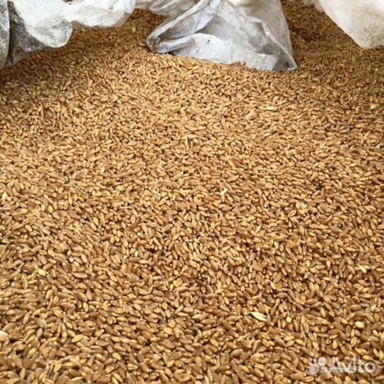 Комбикорм, Зерно, Отруби