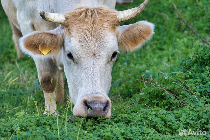 Корова дойная