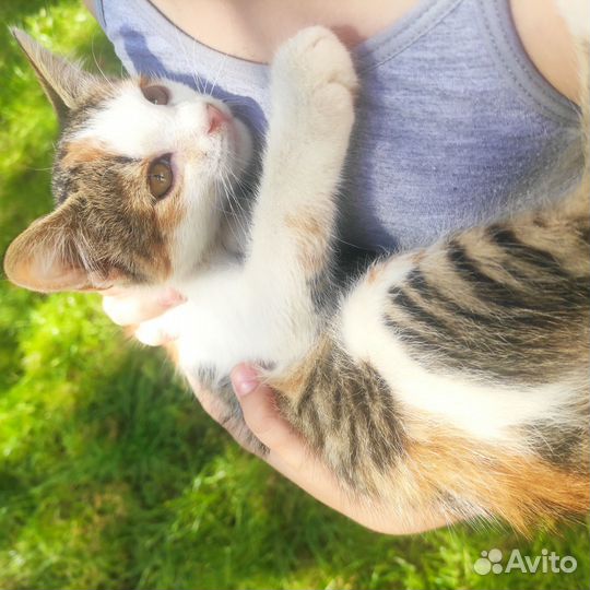 Кошки в добрые руки