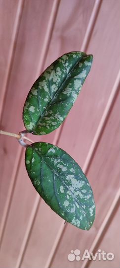 Хойи продажа