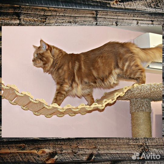 Комплекс для кошек 