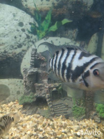 Аквариумные рыбки