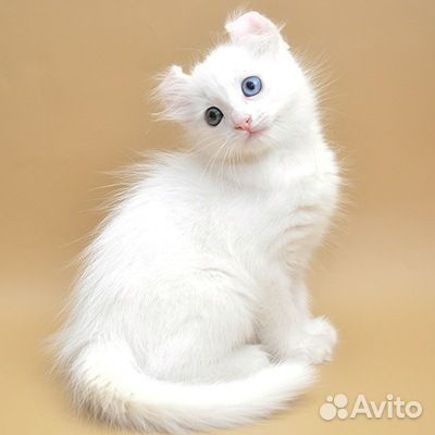 Шикарная девочка