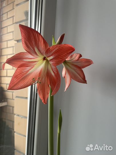 Отростки гиппераструм