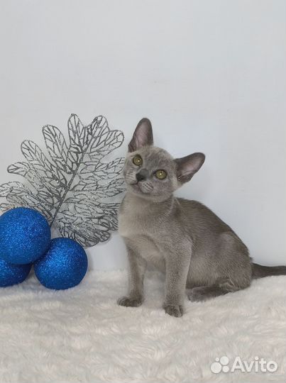 Суперский мальчишка