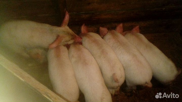 Поросята