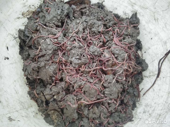 Черви для рыбалки