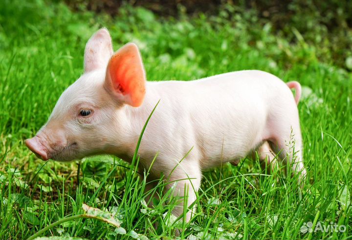 Разнорабочий. Вахта. (Всё включено)