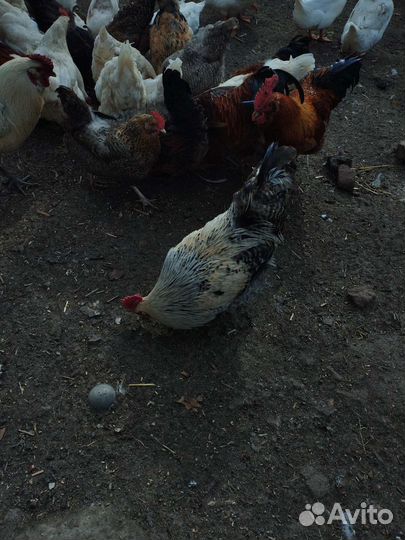 Петухи домашние