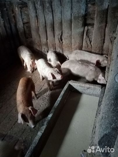 Поросята