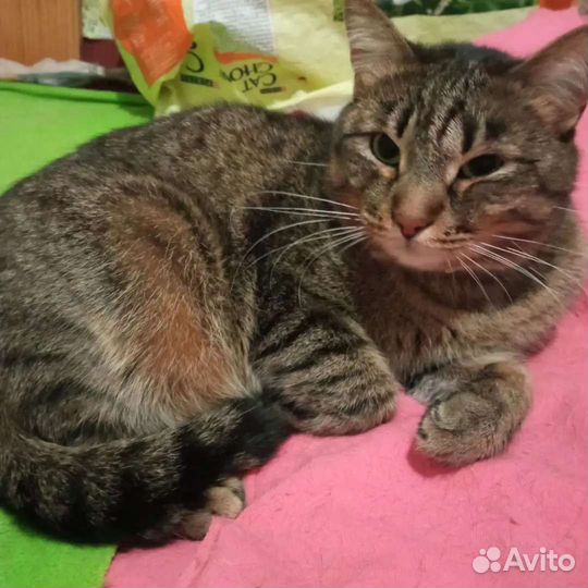 Отдам кота в добрые руки