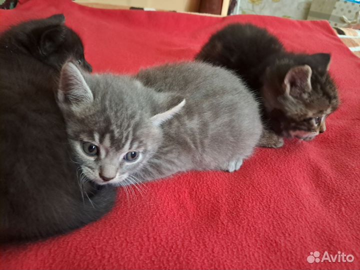 Котята в добрые руки