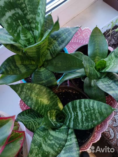 Сансевьерия сортовая