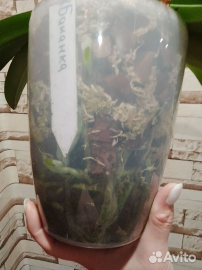 Орхидея фаленопсис бананка