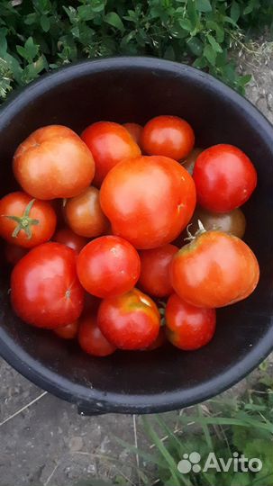 Семена томатов