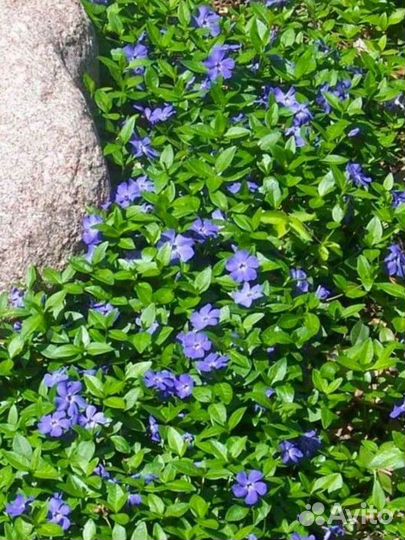 Садовые и домашние растения