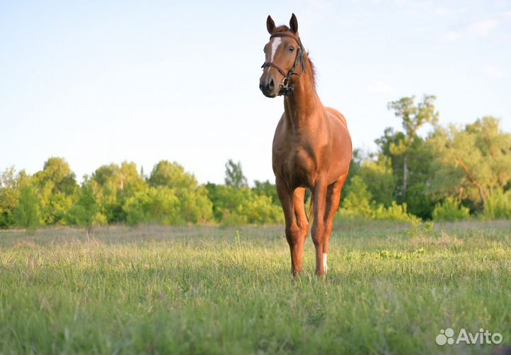 Донской жеребец