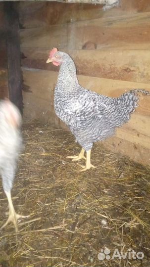 Петух породы Доминант