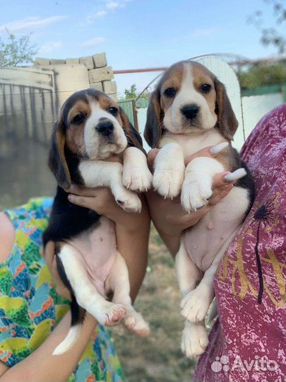 Щенки бигль