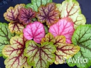 Гейхеры в ассортименте