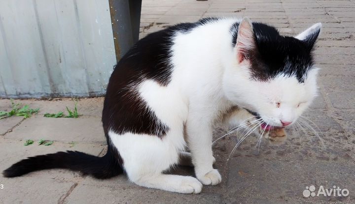 Котик в дар