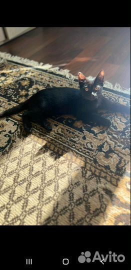 Кошка в дар