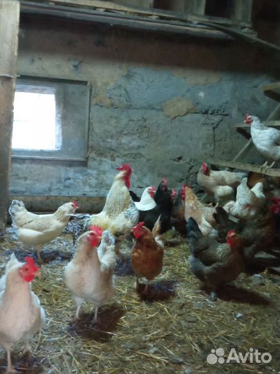 Куры несушки