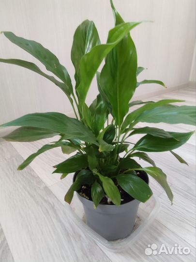 Спатифиллум