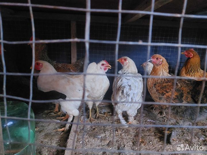 Куры молодняк