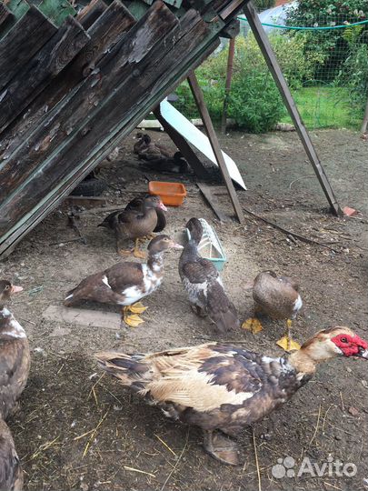 Мускусные утки