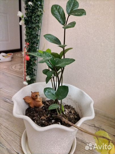 Замиокулькас