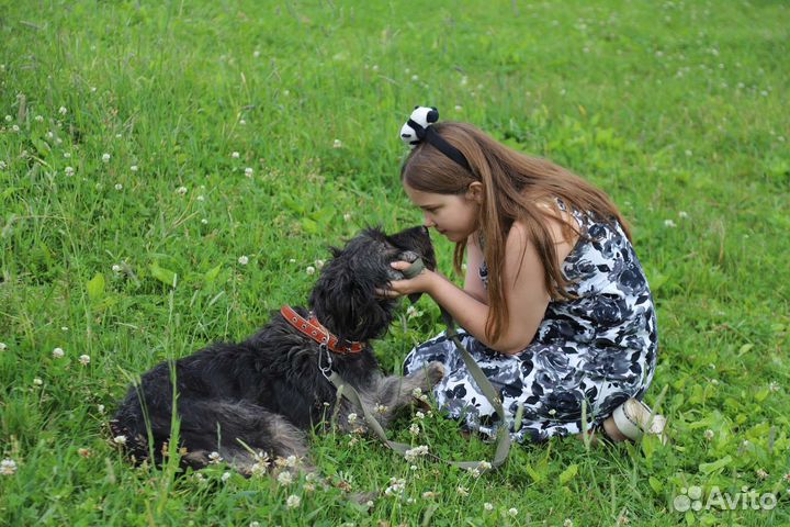 Собака в добрые руки