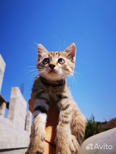 Котёнок (девочка) в добрые руки