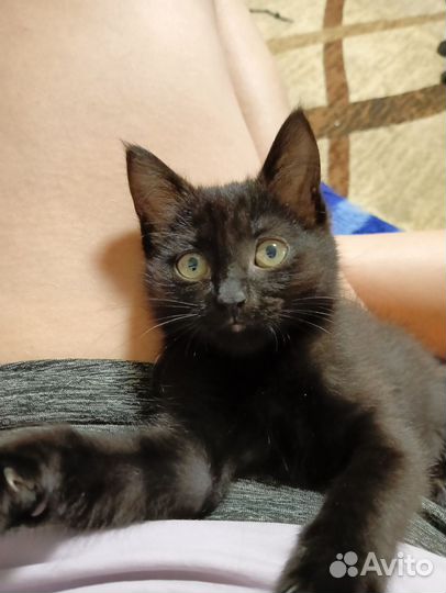 Котеночек