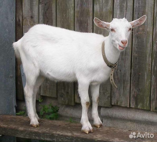 Безрогие козы