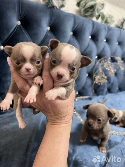 Чихуахуа лиловые