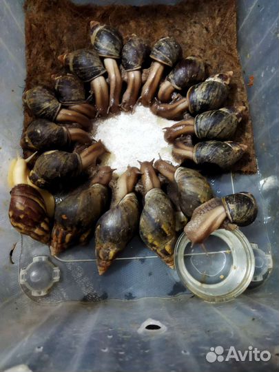 Улитки ахатины