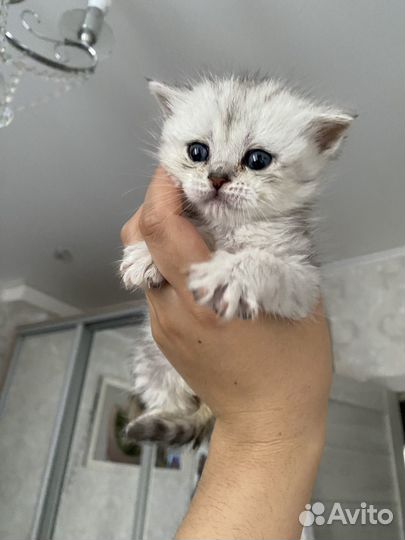 Котята британцы