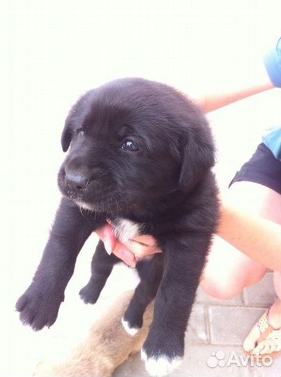 Сладкие щенки