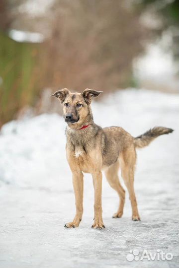 Собаки в дар бесплатно