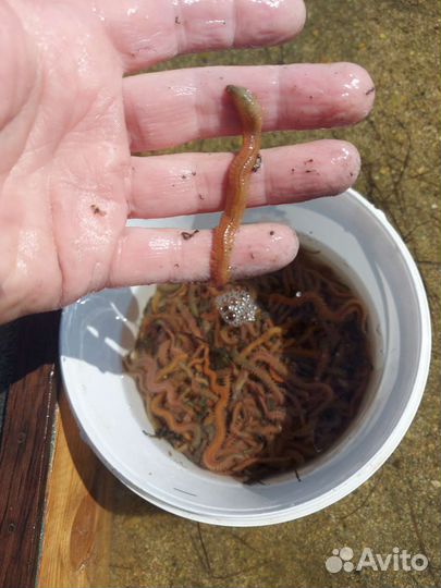 Морской червяк