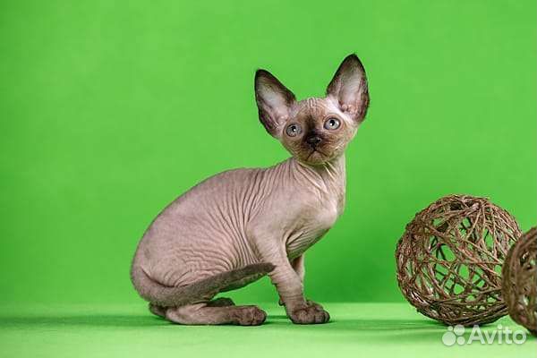 Эльф, Канадский сфинкс