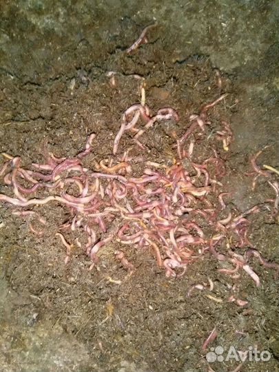 Черви Старатель