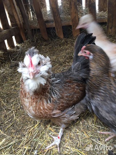 Яйцо на инкубацию микс