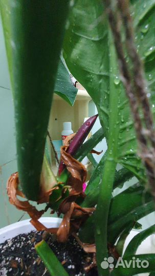 Филодендрон