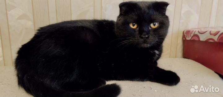 Кот Бася ищет дом