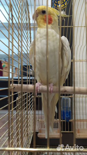 Попугай корелла с клеткой