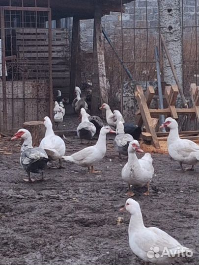 Продаются индоутки