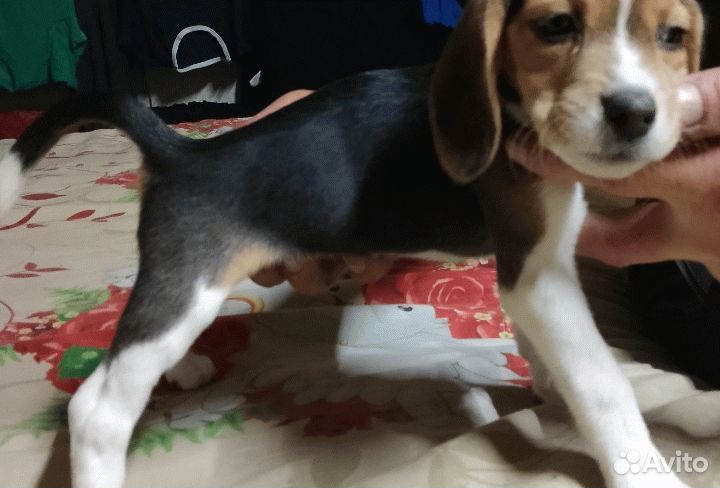 Щенки бигль