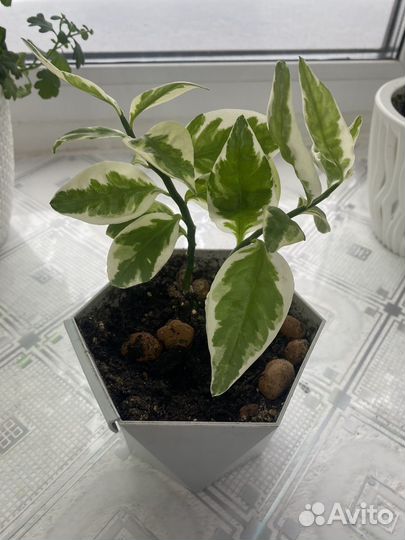 Педилантус